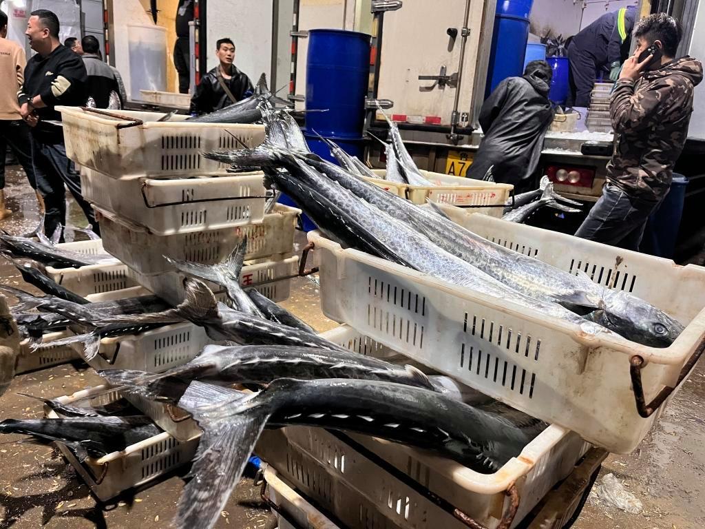 封海前最后一船海鮮抵達城陽水產批發市場，鲅魚仍唱主角