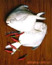 冷凍粗加工水產品 批發與價格全解析