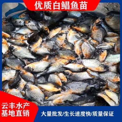 廣東珠海白鯧魚苗批發 淡水白鯧與紅鯧鰓的優勢解析
